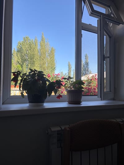 The image shows a window with two potted plants on the windowsill. The window is open, allowing a view of the outdoors. The sky is clear and blue, with a large green tree visible on the left side of the frame. In the background, there is a flowering bush with bright pink flowers.

The plants on the windowsill are green with some red flowers. The pot on the left is light brown and ribbed, while the pot on the right is darker and appears to be made of fabric or a textured material. The windowsill is white and appears to be made of PVC. To the right of the window, a portion of a textured yellow object is visible, possibly a cushion or a piece of furniture.

The lighting suggests it is daytime, likely morning or afternoon, given the bright sunlight and clear sky. The scene is domestic, suggesting it's a view from inside a home or building. The presence of the open window and plants indicates a pleasant, possibly warm day. No people are visible in the image. There is no visible text. The overall mood is peaceful and serene, showcasing a simple domestic scene with a vibrant outdoor view.