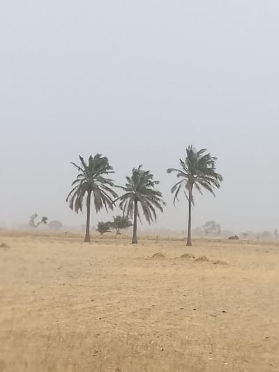 The image displays an open, arid landscape located in Minting Chip, Nigeria, under a uniform, light grey, hazy sky. Three mature palm trees with dark green fronds are horizontally aligned in the mid-ground, their trunks rising from dry, tan-colored ground. The foreground and mid-ground consist of sparse, low-lying, withered yellowish-brown vegetation and irregular earth mounds. The background features indistinct, hazily rendered silhouettes of additional trees and terrain. No individuals, animals, or human-initiated actions or interactions are present in the depicted scene.