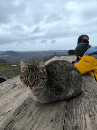 The image displays a grey and brown tabby cat resting on a weathered wooden plank surface, likely a table or bench, at an elevated outdoor location in Bestuzhevskoye, Russia. The cat is situated in the foreground, oriented slightly left, with its eyes appearing squinted or partially closed. To the right in the blurred background, two individuals are partially visible; one, presumably a child, wears a yellow jacket, blue hoodie, and dark cap, leaning forward. Another individual with dark hair is partially visible behind them. The environment includes a vast expanse of rolling hills or mountainous terrain covered in vegetation, extending into the distant horizon where faint structures of a settlement are discernible. The sky is overcast with a blanket of grey clouds.