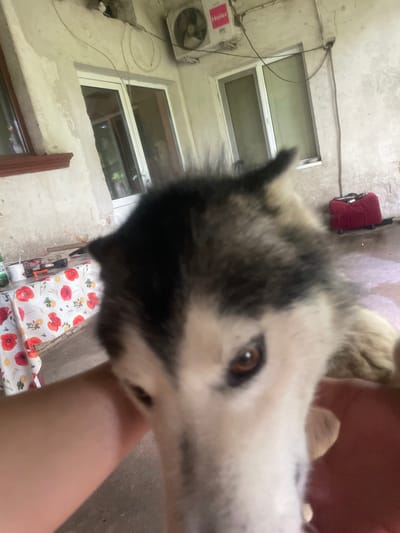 A close-up, slightly out-of-focus photograph shows a husky-type dog's face pressed against a person's arm. The dog is predominantly white and gray/black. The person's arm is fair-skinned.

The background is a mix of indoor and outdoor elements. There is a weathered wall with two windows and an air conditioning unit. A red object and a table covered with a floral-patterned tablecloth are visible. The location is suggested to be Lipnitsa, Bulgaria. No specific identifying details link the location directly to the image.