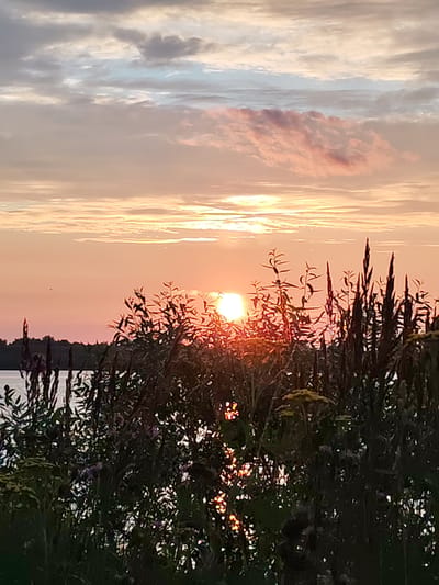 An outdoor vertical shot captures a serene sunset over a body of water, likely a lake or river, in Faliukovo, Russia. The sky is a canvas of soft pastel colors, transitioning from pale yellow and orange near the horizon to hues of pink and gray further up, with wispy clouds scattered across. The sun, a bright orb, is partially obscured by silhouetted vegetation in the foreground, casting a warm glow and reflecting on the water. The foreground is dominated by dark silhouettes of tall grass and leafy branches, some with hints of yellow wildflowers. Beyond the vegetation and water, a dark, treed shoreline is visible in the distance. The scene evokes a sense of tranquility and natural beauty.