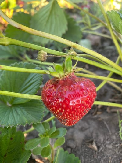 In Vasylky, Ukraine, a close-up, eye-level outdoor shot focuses on a single, ripe strawberry hanging from a green stem. The strawberry is a vibrant red with visible seeds and slight imperfections, hinting at its natural state. Surrounding the fruit are the characteristic green leaves and stems of a strawberry plant, with some leaves showing signs of browning or spotting. The background is blurred, revealing a dark, earthy ground and hints of other foliage. The lighting suggests it is daytime, possibly late afternoon, given the warm tones and soft shadows. No people or animals are present.
