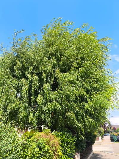 A large, leafy green tree dominates the foreground of this outdoor, eye-level, full-shot photograph. The tree's branches, laden with dense foliage, extend across the frame, obscuring much of the background. The leaves appear to be moving slightly, suggesting a gentle breeze.
Beneath the tree, a hedge and a low, dark fence are visible. To the right of the tree, a paved sidewalk runs alongside the road. A pedestrian crossing is marked on the road, with white stripes indicating the crosswalk. In the distance, a few cars are parked along the street, and houses with pitched roofs can be seen. A lamppost is also visible to the right.
The sky above is a clear, vibrant blue, with a few wispy white clouds in the upper right corner. The bright blue sky and the lush green of the tree suggest it is daytime, likely a sunny afternoon. The overall scene depicts a quiet, suburban street in Ittenheim, France, on a pleasant day. There is no visible text in the image. The photograph captures a tranquil, everyday scene, with the magnificent tree serving as the central subject.