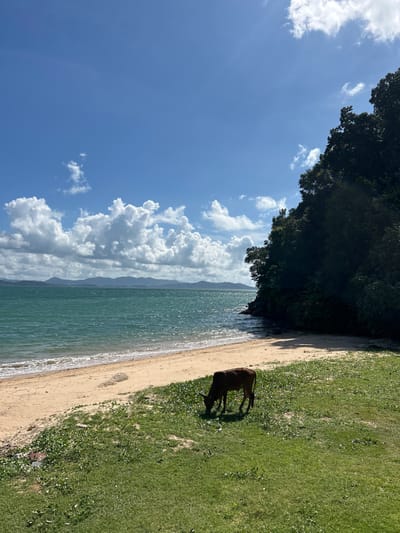 The image depicts a serene coastal scene in Pakhlok, Thailand, under a partly cloudy blue sky. A brown cow is grazing on lush green grass in the foreground, near a sandy beach. The ocean, with its gentle waves, stretches towards a distant, hazy mountain range. Dense, dark green foliage covers a rocky outcrop on the right side of the frame, creating a dramatic contrast with the bright sky and sea. The overall impression is one of natural beauty and tranquility.