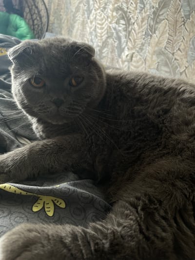 A gray Scottish Fold cat is lying on a bed with a dark gray sheet patterned with yellow palm fronds. The cat's ears are folded forward, and its eyes are a striking amber color. The background consists of a textured wallpaper with a repeating leaf pattern. A partially visible green object is in the upper left corner. The scene appears to be indoors, likely in a residential setting within the city of Kamyshlov, Russia.