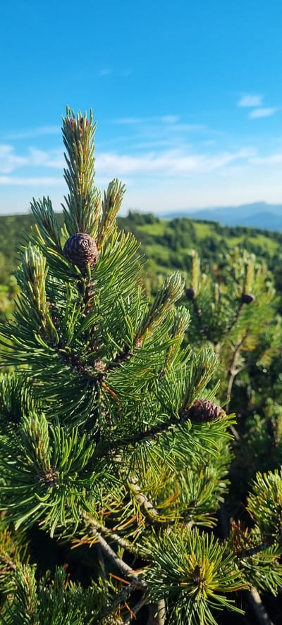 A close-up shot captures a pine branch with a small pinecone in focus against a blurred background of rolling green hills under a clear blue sky with scattered white clouds. The pine needles are a vibrant green, with some hints of brown and yellow suggesting new growth or seasonal change. The pinecone is dark brown and detailed, showing its scales. In the distance, layers of hills are visible, covered in lush green vegetation, fading into softer, muted tones towards the horizon. The sky is a bright, clear blue, dominant in the upper portion of the frame, with wispy clouds creating texture. The overall impression is one of nature's tranquility and the beauty of a mountainous landscape, likely in the vicinity of Martin, Slovakia, given its mountainous surroundings.