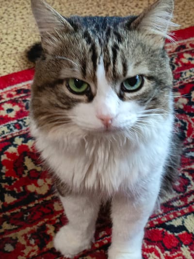 A domestic cat (Felis catus), displaying a brown and grey tabby pattern with prominent white markings, occupies the central foreground. Its fur is short to medium length, with distinct dark stripes on its forehead, ears, and sides. The cat possesses striking green irises, with pupils appearing partially dilated. Its nose is pink, and numerous white vibrissae (whiskers) extend from its muzzle. It is in a seated position, facing directly towards the observer, with its front paws visible. The immediate environment consists of two distinct floor coverings. The cat is primarily situated on a red, ornately patterned area rug, featuring geometric and floral motifs in black, cream, and possibly dark blue. To the viewer's left, a segment of a light beige or yellow textured floor covering, possibly carpet, is visible. Based solely on the visual information within the provided image, there are no discernible elements that indicate a specific geographic location such as Kuleshovka, Russia.