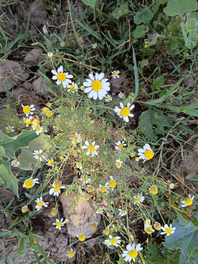 The image shows a cluster of small white and yellow wildflowers growing amongst dry grass and brown soil, with a few large green leaves in the foreground and background. The flowers have delicate white petals and bright yellow centers. Some of the flowers appear to be wilting or have seed heads. The ground is uneven and appears to be a natural outdoor environment. The location is stated to be in the city of Мирзо Турсунзода, Tajikistan. There are no people or animals visible in the image, and no actions or interactions are depicted. The scene is static and focuses on the flora.
