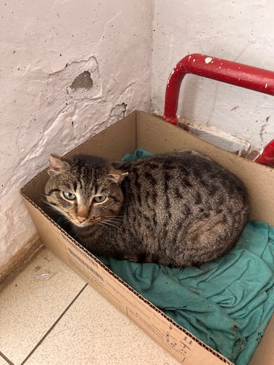 An adult domestic tabby cat, exhibiting brown and black striped fur and light green eyes, is observed resting in a compact, 'loaf' position within an open, corrugated cardboard box. The cat's ears show minor deformities or scarring. The box contains a soiled, rumpled piece of dark teal fabric and displays printed text and a barcode on its interior surface. This scene is situated in a corner of an interior room within the city of Кез, Russia. The background consists of two intersecting walls, painted off-white, with extensive peeling and damage revealing a grey subsurface. A red metal pipe, splattered with white paint, runs horizontally along the lower portion of the right wall, bending upward beyond the frame. The floor is covered with light-colored tiles, featuring dark grout lines and minimal surface debris. No other subjects or interactions are present.