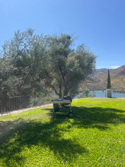 This image presents a panoramic outdoor scene located in Carrazeda de Ansiães, Portugal, overlooking a river valley. The foreground consists of a well-maintained, vibrant green lawn partially shaded by an unseen object to the left, creating distinct shadow patterns. A portable, black and white kettle-style barbecue grill, featuring wheels, a lower shelf, and a side table, is centrally positioned on the lawn.
In the midground, a large olive tree with dense, silvery-green foliage occupies the left portion, casting shadows on the grass. To the left of the tree, a dark metal fence with vertical bars marks the edge of the property. Beyond this, a wide body of water, consistent with a river in the Douro Valley, spans the scene horizontally. On the far bank of the river, a light-colored structure, possibly a bridge or dam with multiple arches, is visible. A tall, slender, dark green cypress-like tree stands prominently on the right side of the midground, situated between the water and the distant hills.
The background features steep, terraced hillsides, characteristic of vineyard cultivation in the Douro region, rising under a clear, bright blue sky. No individuals or active subjects are present. The scene is illuminated by direct sunlight, indicating a clear, warm day.