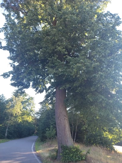 A tall, mature deciduous tree with a thick, gnarled trunk stands prominently on the right side of a paved rural road in Čížová, Czechia. The tree's dense, green foliage extends over the road, creating a dappled shadow. The road curves gently to the left and disappears into a dense forest lining its right side. The left side of the road is bordered by grassy verges and more trees, including a birch tree with white bark. The sun is low in the sky, casting long shadows and illuminating the leaves from behind, creating a warm, late afternoon atmosphere. There are no people or animals visible in the image. The environment appears tranquil and natural, with a sense of the countryside.