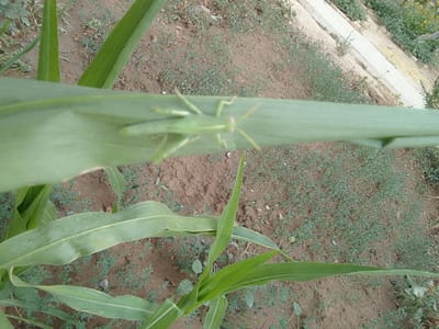 A green praying mantis is perched on a broad green leaf of a corn plant. The leaf is oriented horizontally across the frame. The praying mantis is centered on the leaf, with its body elongated and its legs spread out. Its head is facing towards the left of the frame. The background consists of dry, brown soil with scattered small green plants and some debris. In the upper right of the image, a concrete pathway or structure is visible, bordered by vegetation. The overall scene appears to be an outdoor agricultural or garden setting.