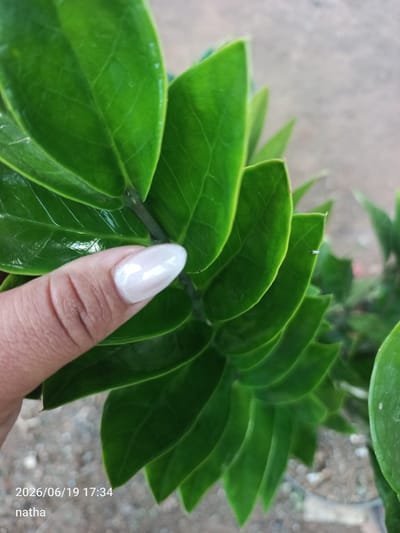 A close-up, outdoor, eye-level shot focuses on a person's thumb and fingernail touching a cluster of lush, dark green, glossy leaves. The leaves appear to be part of a plant, possibly a Zamioculcas zamiifolia, commonly known as a ZZ plant, due to their waxy, ovate shape and arrangement along a stem. The thumb has a clean, almond-shaped fingernail painted with a pearlescent, pale pink polish. The background is softly blurred, showing a rough, light brown surface, likely ground or pavement, and hints of other foliage. The bottom left corner of the image displays a timestamp, "2026/06/19 17:34," and the text "natha," indicating the photographer or a tag. The scene is set in El Chaparral, Venezuela.