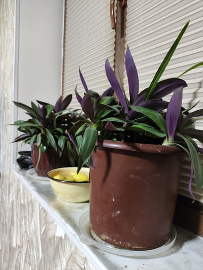 The image shows a windowsill in a room, likely in the city of Navruz, Uzbekistan. On the windowsill, there are two potted plants with dark green and purple leaves. The plant on the right is in a large brown pot, and the plant on the left is in a smaller brown pot. Between the plants is a light yellow bowl filled with yellow objects, possibly lemons or other fruit. Behind the plants, there are white blinds. The windowsill itself is white and appears to be made of marble or a similar material. The wall to the left of the plants has a textured pattern. The overall scene is domestic and suggests a living space. There are no people or animals present in the image.