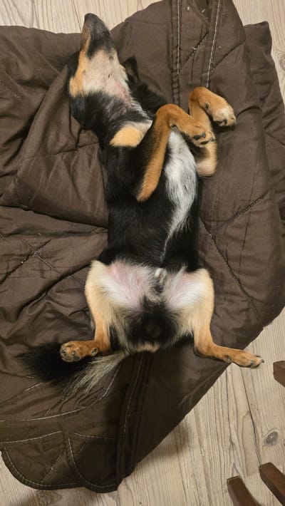 In the city of Rudnik, Bulgaria, a tricolor domestic canine is depicted lying supine on a dark brown quilted blanket. The animal, exhibiting black, tan, and white fur distribution, is positioned with its head oriented towards the upper-left of the frame and all four limbs drawn towards its torso. The ventral abdomen and inner thighs display exposed pink skin. An area of sparse white fur and visible pink dermis is present on the ventral neck. The blanket features a diamond stitch pattern with white threading and scattered white pet hair. The scene is set indoors, with a light-toned wooden floor visible around the blanket's periphery. Two dark, rectangular wooden furniture legs are partially observable on the wooden floor in the lower-right quadrant. No human presence is indicated.