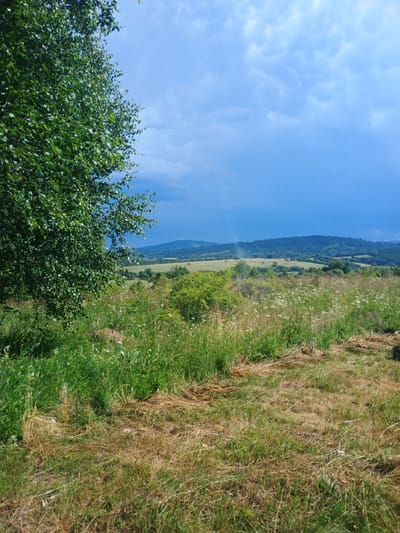 In Verkhnia Yablunka, Ukraine, a sun-dappled landscape unfolds under a dramatic sky. A large tree with vibrant green leaves occupies the left foreground, its branches reaching towards a sky that transitions from a bright, clear blue on the right to darker, cloud-laden hues on the left. The midground is a tapestry of rolling green hills dotted with trees and fields. In the foreground, tall grasses and wildflowers create a textured carpet, interspersed with patches of dried, golden hay. The overall impression is one of rural tranquility, with the dynamic sky suggesting a changeable weather pattern.