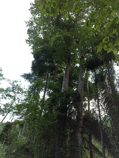 The image presents an upward-looking view into the dense, verdant canopy of a tropical forest, consistent with the location of Khok Kloi, Thailand. The primary subjects are numerous tall trees, whose sturdy, textured trunks rise directly towards the sky. These trunks exhibit various shades of grey and brown, some appearing smooth while others show distinct bark patterns.

The upper half and significant portions of the image are dominated by a lush expanse of green foliage. The leaves display a range of greens, from deep forest hues to brighter, lighter shades, indicating a diversity of plant life. Patches of bright, clear, almost white sky are visible through the gaps in the canopy, suggesting a daytime scene with clear weather. Sunlight filters through the leaves, creating subtle variations in light and shadow across the foliage.

Intertwining vines and smaller, bush-like plants are visible growing around the base and lower sections of the larger trees, adding to the forest's density. In the bottom right section of the image, the distinctive fronds of what appear to be palm trees are visible, further reinforcing the tropical setting. No people, animals, or specific activities are depicted; the scene is a static portrayal of a thriving natural environment. There is no visible text in the image.