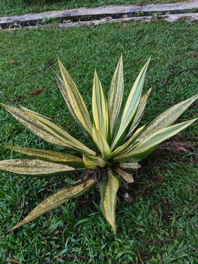 The scene, located in Stueng Saen, Cambodia, shows a variegated agave-like plant growing in a grassy area. The plant, centered in the frame, features a rosette of stiff, sword-shaped leaves with prominent longitudinal stripes of green and pale yellow. Several outer leaves display brown discoloration and minor spotting. The plant is rooted in a dense, green lawn, which contains scattered dark brown organic matter, possibly dried leaves or seed pods. In the upper background, a weathered light grey concrete structure, consistent with a curb or planter edge, runs horizontally across the image. No individuals are present, and no actions or interactions are depicted.