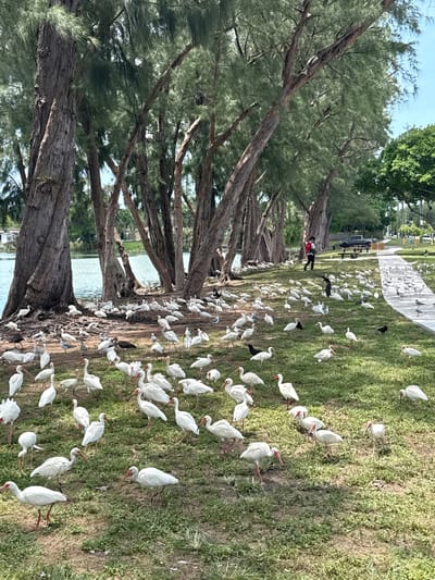 The image captures a flock of white ibis gathered on a grassy area next to a body of water, likely in North Miami Beach, USA. The scene is dominated by the birds, with their characteristic long, curved beaks and white plumage. Many of the ibis are standing, while some are foraging or walking. A few dark-colored birds, possibly grackles or similar species, are also present among the white ibis.
To the left of the frame, a line of tall trees with rough bark and dense, feathery foliage runs along the edge of the water. These trees create a natural canopy, and their trunks are covered in moss and small plants. The water itself appears calm and reflective.
In the background, a paved walkway or path is visible, with more birds scattered along it. Further in the distance, there are hints of park amenities like benches, railings, and possibly flags or banners, suggesting a public park or recreational area. One person, wearing a red top and black pants, is seen in the middle distance, seemingly interacting with the birds, possibly feeding them or observing them. A vehicle, possibly a truck or van, is also parked in the background, suggesting human presence and activity in the area.
The lighting suggests it is daytime, with sunlight casting shadows on the grass, indicating it could be late morning or afternoon. The sky is visible in the upper part of the image, appearing clear or partly cloudy. The overall atmosphere is one of a natural gathering, with a peaceful coexistence of wildlife and human activity in an outdoor setting. No visible text is present in the image.