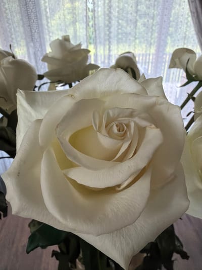 The image displays a close-up of a white rose, with its intricate petals unfurling in a spiral pattern. The rose is the central subject, rendered in soft, creamy tones. Behind the rose, a window with sheer lace curtains is visible, allowing diffused light to enter and creating a gentle backdrop. Through the curtains, the blurred outlines of greenery and possibly trees can be seen, suggesting an outdoor environment beyond the window. The lighting is soft and natural, indicating it might be daytime, perhaps morning or afternoon. The scene evokes a sense of tranquility and natural beauty. There is no visible text in the image. The context provided is Shashmurka, Russia, which could imply a domestic setting within that location.