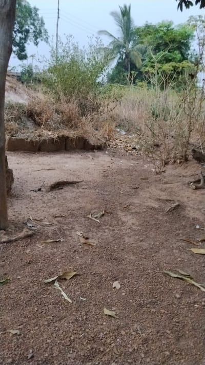 The image depicts an outdoor, undeveloped area in Isieke, Nigeria, characterized by a reddish-brown gravelly and sandy terrain. The foreground shows scattered dry leaves and exposed tree roots on the uneven ground. To the immediate left, a portion of a tree trunk is visible. In the midground, a low, rough-hewn stone or concrete barrier extends horizontally. Beyond this barrier, patches of dry, light-brown vegetation intermingle with greener, denser bushes. The background features more extensive green foliage, including a prominent tall palm tree on the right side. Overhead, a utility pole with multiple power lines is visible against a light, overcast sky. No individuals or animals are present in the scene.