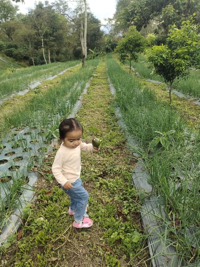 A young girl with dark hair is standing in a field of green onions, holding a small green object. She is wearing a light-colored long-sleeved shirt, blue jeans, and pink shoes. The field is planted in rows with black plastic sheeting between them. In the background, there are trees and a cloudy sky. The location appears to be a farm in a rural area, possibly Cintadamai, Indonesia, given the vegetation and landscape. The girl's focus is on the object she is holding, and she is looking down at it. The overall scene depicts a child exploring nature on a farm.