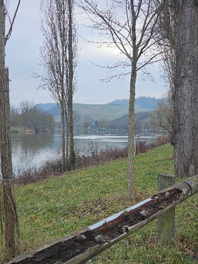 The image depicts a riparian landscape in Bech-Kleinmacher, Luxembourg, under an overcast sky. The foreground features a grassy bank sloping towards a body of water, exhibiting varied shades of green and brown foliage and scattered organic debris. A weathered half-log structure, serving as a trough or barrier, extends diagonally from the lower right corner, supported by a vertical wooden post. This trough contains dark earth and several small, light-colored stones or fragments.
Multiple deciduous trees, primarily bare of leaves, punctuate the scene. On the far right, a tree trunk with textured bark is partially visible. A slender, bare-branched tree stands centrally in the mid-ground, flanked by a taller, more attenuated tree to its left. A partially cropped tree on the far left exhibits vertical bindings or supports on its trunk.
The tranquil water body, presumably a river, occupies the mid-ground, reflecting the muted grey sky. The opposite bank features a dense line of bare trees and low-lying vegetation, with scattered structures or buildings visible beyond them. In the far background, rolling hills ascend, displaying patterns consistent with vineyards or terraced agriculture, presenting areas of both green growth and exposed earth. The sky is uniformly light grey, with a subtle brighter area suggesting the sun's obscured position. No individuals, animals, or specific actions are discernible within the frame.