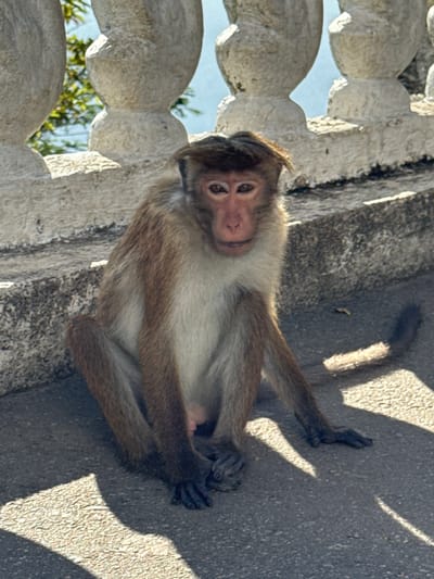A medium-sized monkey rests on a concrete surface, its body angled towards the camera. The monkey has light brown fur on its back and limbs, with a lighter beige color on its chest. Its hands and feet are dark. The monkey gazes directly at the viewer with an inquisitive expression. A decorative stone railing with circular patterns is visible on the left side of the image, hinting at a possible architectural setting. Shadows are cast on the concrete, suggesting strong sunlight.