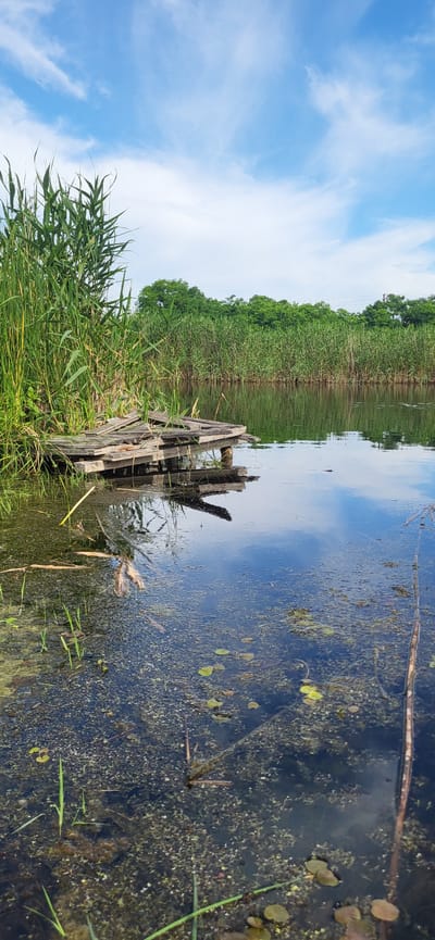 This media file shows a serene waterside scene under a bright, cloudy sky. The image is oriented vertically, with the sky dominating the left side and the water and vegetation on the right.
The foreground features tall, green reeds and grasses, with a dilapidated wooden structure partially submerged in the water. This structure, appearing to be remnants of a dock or platform, is made of weathered planks and has a rough, broken texture. The water itself is dark and somewhat murky, with visible aquatic plants and debris floating on the surface. Small, round leaves of water lilies are scattered across the water, and submerged vegetation adds to the textured appearance of the waterbed.
Beyond the immediate water's edge, a dense line of reeds stretches across the frame, creating a natural barrier between the water and a thick growth of green trees and foliage in the background. The reflection of the sky and the trees is visible on the calm surface of the water, creating a mirror-like effect. The sky is a vibrant blue, adorned with wispy white clouds that suggest a pleasant, possibly breezy day.
There are no people visible in the image, and no specific activity is taking place. The scene evokes a sense of quiet and natural beauty, possibly a secluded spot by a lake or river. The time of day appears to be daytime, given the bright sky. The location context provided places this scene in Hetmanivka, Ukraine, adding a geographical specificity to the natural landscape. No text is visible in the image.