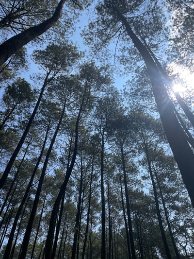The image displays a low-angle, upward-looking perspective through a dense forest of tall pine trees, situated in Cikole, Indonesia. Numerous dark, slender tree trunks with sparse green-grey needle foliage extend vertically towards a clear, bright blue sky. The sun is prominently visible in the upper right portion of the frame, emitting strong light rays and lens flare, silhouetting many of the tree elements against the bright sky. No people, animals, or artificial structures are present, emphasizing the natural environment of the pine forest.