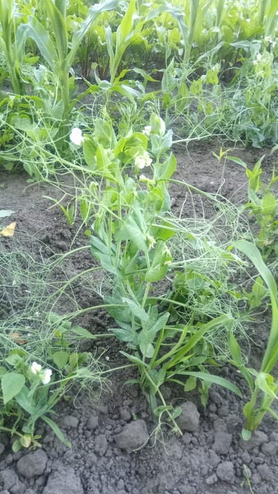 In a garden in Zhurivka, Ukraine, a close-up shot captures a pea plant in bloom, with delicate white flowers amidst its green foliage. The plant's tendrils are visible, intertwined with the surrounding vegetation. The soil is dark and rich, with some small clods of earth scattered around the base of the plant. In the background, taller corn stalks rise, their leaves a vibrant green, suggesting a mixed crop environment. The overall scene depicts a thriving garden during the growing season.