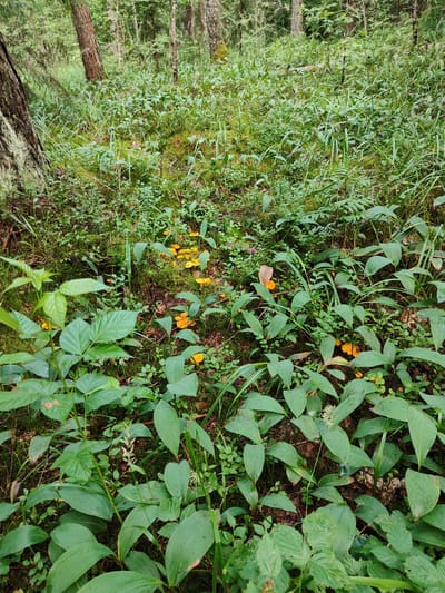 This is an eye-level, medium shot of a forest floor in Дабрамыслінскі сельскі Савет, Belarus. The ground is covered in dense green foliage, including broad-leafed plants and smaller ground cover. Scattered amongst the greenery are numerous small, bright orange mushrooms. The scene is illuminated by natural daylight filtering through the trees. The overall impression is one of a natural, wild environment.