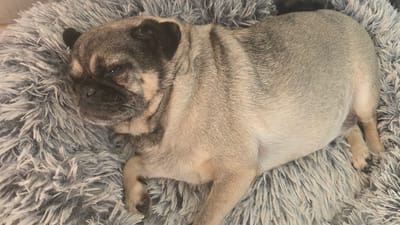 A fawn pug with a black mask and ears lies on a gray shag rug. The pug is mostly light brown except for its face and ears, which are black. The dog's eyes are mostly closed, and its paws are visible against the shag rug. The rug is light gray and made of long, fluffy fibers. There is no indication that the image was taken in Wilhelmshaven, Germany.