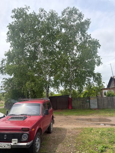 The image depicts an outdoor scene in Valdgeym, Russia, featuring a red Lada Niva car parked on a dirt and gravel path. The car is positioned on the right side of the frame, facing slightly left, with a roof rack visible on its top. Its front license plate, "454CK 79 RUS," is clearly legible.

Dominating the center and left of the scene is a large, tall birch tree with distinctive white bark and lush green foliage, extending towards the overcast sky. Behind the car and the tree, a wooden fence runs horizontally, separating the path from what appears to be a property. An old, rustic wooden house with a window is partially visible behind the fence in the upper right corner, with an antenna extending upwards near it. A metal door or gate is also seen near the fence.

The ground is uneven, composed of dirt, gravel, and patches of grass, with several puddles reflecting the cloudy sky, suggesting recent rainfall. The sky itself is a uniform light grey, indicating an overcast day. The overall impression is one of a quiet, rustic, and possibly rural or suburban setting.