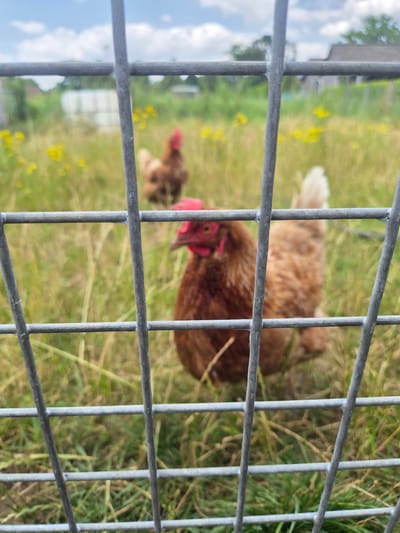 A close-up, low-angle shot focuses on a wire fence in the foreground, with two brown chickens visible in a grassy field behind it. The chicken in the foreground is closer to the fence and in sharper focus than the one behind it. The chickens are standing in a field with dry grass and scattered yellow wildflowers under a cloudy sky. In the background, blurred structures suggest buildings and trees, indicative of a rural or semi-rural setting, possibly on the outskirts of a town like Sint-Huibrechts-Lille, Belgium. The image captures a moment of observation through the barrier of the fence.