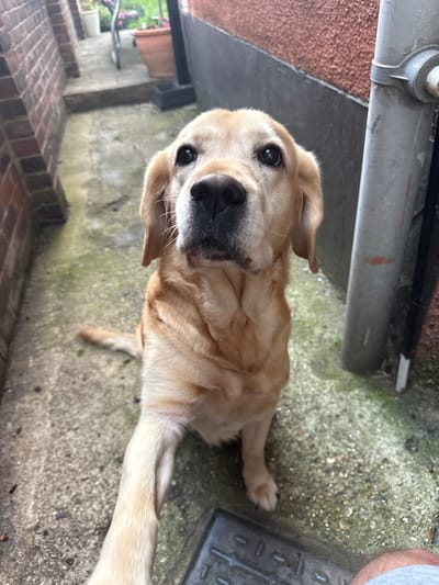 A golden-colored dog with black eyes and a black nose is sitting on a concrete surface. The dog is looking directly at the camera, with its left paw extended forward. The background consists of a brick wall on the left, and a grey pipe on the right. The ground is covered in concrete and some moss. The scene appears to be an outdoor alleyway or backyard. The image is taken from a low angle, looking up at the dog. There is no indication of the city of Portsmouth, United Kingdom in the image.