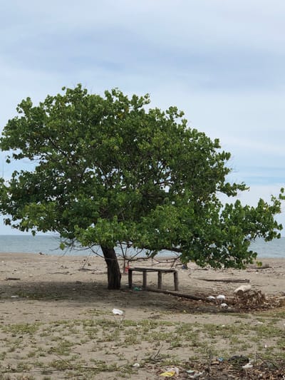 A solitary tree with lush green foliage stands on a sandy beach next to the sea under a cloudy sky. A rustic wooden bench, seemingly weathered and possibly homemade, sits near the tree. The beach appears somewhat littered, with visible debris such as plastic bags and dried leaves scattered across the sand and amongst sparse patches of vegetation. In the background, the calm, greyish-blue water of the sea meets the horizon under an overcast sky. The overall impression is one of a quiet, possibly neglected, coastal spot in Bangkajaya, Indonesia. No people are visible in the frame, and no text is present. The lighting suggests it is daytime, likely during an overcast period.