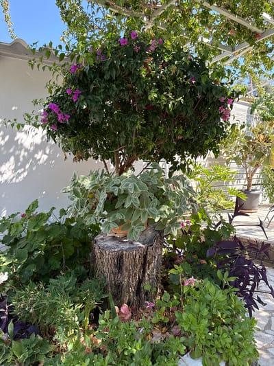 The image shows a vibrant outdoor garden scene, likely in a Mediterranean setting, possibly Greece given the location context of Meliteieis. The garden is lush with various plants, including a large bush with pink flowers, possibly bougainvillea, cascading down. There is a prominent tree trunk, rough and textured, serving as a focal point around which other plants are arranged. These include a trailing plant with fuzzy, light green leaves and deep green foliage with hints of purple. The scene is bathed in bright sunlight, casting dappled shadows on a white wall in the foreground, suggesting a sunny day. The overall impression is one of abundant growth and natural beauty, with a tranquil and possibly domestic setting. There are no people visible in the image.