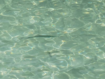 The image shows a fish swimming near the surface of the clear, turquoise water. The water is shallow, with ripples and reflections from the sunlight. The location of the image is the Caribbean Sea near Cozumel, Mexico, at the coordinates 20.511 latitude and -86.95 longitude.