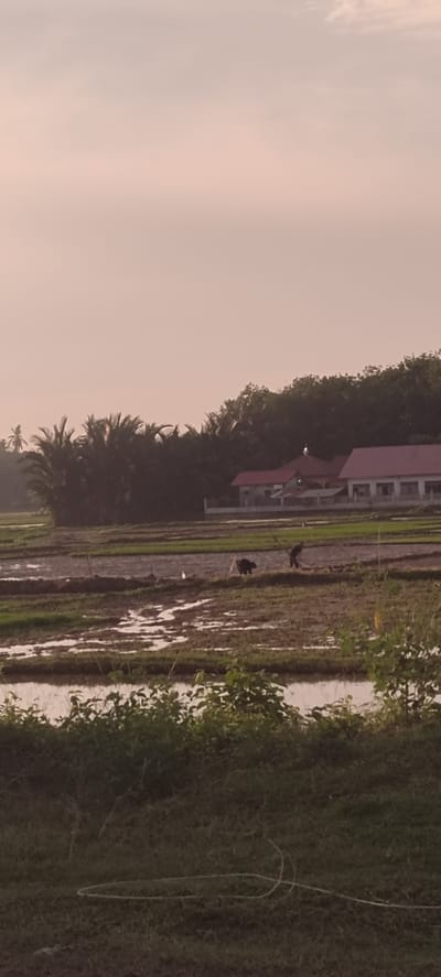 In Meunasahmee, Indonesia, a rice paddy field is depicted during what appears to be early morning or late afternoon due to the soft, diffused light. The sky is a pale pinkish-orange, suggesting either dawn or dusk. In the middle ground, two figures are working in the flooded paddy. One person, dressed in dark clothing, is bent over, possibly tending to the crops. Beside them, a dark-colored animal, likely a water buffalo, is also present in the field. The paddy itself shows signs of recent cultivation, with sections of water reflecting the sky and surrounding vegetation. In the background, a line of trees, including palm trees, forms a natural border. Beyond the trees, a residential area is visible with buildings featuring red roofs. The foreground of the image is occupied by a grassy area with some green foliage, and a coiled white rope or hose lies on the ground.