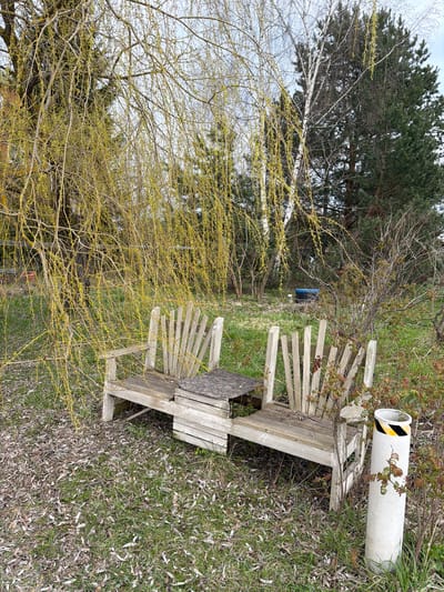 This is a vertically oriented photograph of an outdoor, natural scene, possibly a neglected garden or rural area. In the foreground, a weathered, rustic wooden two-seater bench with a small integrated table is partially visible, appearing to be in disrepair. To the right of the bench, a white cylindrical pipe with black and yellow diagonal hazard stripes lies on the ground. The ground cover consists of green grass interspersed with numerous dry, light-colored leaves.
Dominating the mid-ground and background are various trees, indicating early spring. On the left, a tree with white bark, possibly a birch, stands among other bare deciduous branches. Further back and to the right, a large evergreen tree with dark green needles is prominent. Numerous bare branches with distinctive yellow buds or catkins, suggesting new growth, are scattered throughout the image, especially in the left and central foreground, obscuring parts of the wooden bench. The sky, visible through the branches, is light and overcast, suggesting a daytime setting with diffused light. There are no people visible, and no specific activity is taking place. The scene conveys a sense of quietude and transition, with man-made elements showing signs of age or disuse within a natural setting. No visible text is present.