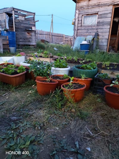 The image depicts an outdoor scene, likely a backyard or garden area, in the village of Эрхирик, Russia. In the foreground, several terracotta-colored pots are arranged on the ground, some containing small green plants. To the left, a blue barrel and a silver bucket are visible. In the middle ground, a collection of various planters, including white plastic pots, wooden boxes, and a green woven basket, are filled with plants. Behind these, a rustic wooden structure with a small window and a sagging roof stands. A wooden fence is visible in the background, with tall grass and vegetation surrounding the area. The overall impression is of a simple, utilitarian outdoor space with evidence of gardening.