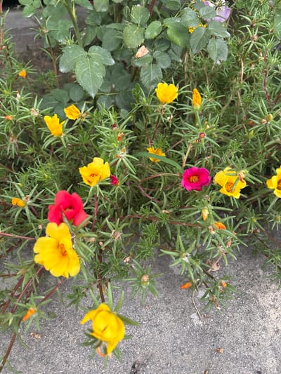 The image shows a close-up, high-angle view of a ground cover plant with small, vibrant flowers, primarily yellow and some pink and orange. The plant has succulent, green leaves and thin, reddish stems. Several flowers are in bloom, with others in bud or partially open. The plant is growing next to a textured, grey concrete surface, suggesting an outdoor setting like a garden bed or pathway. The lighting appears to be natural daylight, possibly overcast given the soft shadows. There are no people or animals visible. The overall mood is one of natural beauty and simple, everyday life, hinting at a warm season. The location context provided is Ават, Kazakhstan. No text is visible in the image.