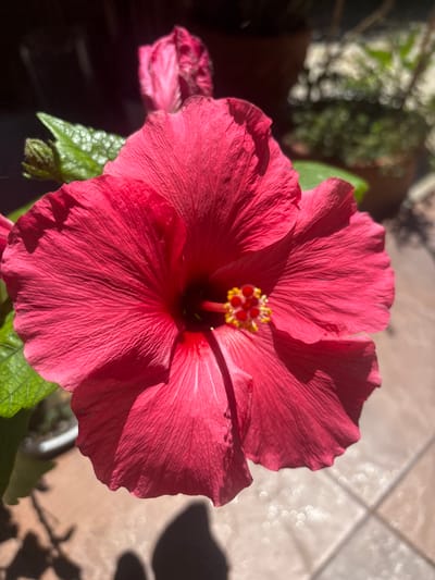 A close-up, eye-level shot features a vibrant, pink hibiscus flower in full bloom, dominating the foreground. The flower's petals are unfurled, revealing a dark center with yellow-tipped stamens. To the left of the main flower, a bud and a green leaf are visible, also in sharp focus. The background is blurred, showing hints of other plants in pots and a tiled surface bathed in sunlight, creating bokeh effects. The scene is set outdoors, likely in a garden or patio. The image provides no information about the city of Prolesha, Bulgaria.