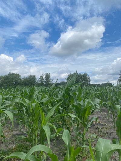 In Matyashivka, Ukraine, a field of young, vibrant green corn stalks stretches towards a bright blue sky dotted with fluffy white clouds. The corn plants are densely packed, their broad leaves reaching upwards. The ground between the rows is dark soil, with some sparse green weeds and dry vegetation visible. In the background, a line of lush green trees forms a natural border against the horizon. The overall scene depicts a thriving agricultural landscape under a clear, sunny sky.