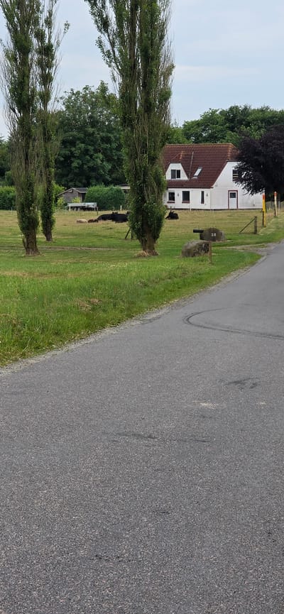A country road runs alongside a grassy field. In the field, a white house with a red tile roof has several windows. A mailbox sits on a stone pedestal in front of the house. There are several black cows grazing in the field. Two tall, thin trees with sparse foliage stand in the foreground. The sky is overcast. The image appears to have been taken on a daytime in Store Andst, Denmark. The mailbox has the number "28" inscribed on it.