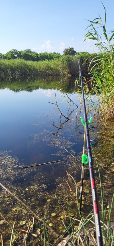 A fishing rod is positioned over murky water with visible plant life. The rod is black with red and white lettering, and has two green clips attached. The water is dark and reflects the surrounding greenery and a clear blue sky with scattered white clouds. The vegetation on the left bank is lush and green, creating a mirror-like reflection in the water. A single brown stick or branch juts out from the water's surface. The scene appears to be set outdoors during the day, likely in a natural environment such as a pond or river bank. The overall impression is one of peaceful angling in a tranquil natural setting. The visible text on the fishing rod reads "MAGNUM FEEDER 300".