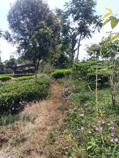 The image displays an outdoor agricultural landscape in Nanlao, China, under a bright sky. A narrow, unpaved dirt path, covered in dry, light brown grass, extends from the foreground towards the midground. To the left of the path, rows of dense, dark green cultivated bushes, consistent with a tea plantation, are visible. In the immediate foreground on the left, an area of green sprouts, possibly Allium species, emerges from the soil. To the right of the path, the ground is covered with mixed green vegetation interspersed with numerous small, open-faced pink flowers. Several trees of varying heights are present: a prominent medium-sized tree with a light brown trunk and dense green leaves, some with pinkish tips, stands left of the path in the midground. Taller trees with darker foliage and slender trunks are positioned further back on the right. In the distant background, partially obscured by foliage, structures with dark roofs are discernible, indicating human habitation within the vegetated terrain. No individuals are present in the scene.