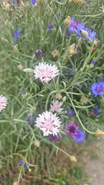 A close-up, vertical, eye-level shot captures a cluster of pink and white cornflowers with some blue cornflowers in the background. The flowers are in focus in the foreground and middle ground, with the background out of focus. The environment appears to be a garden or natural setting with green foliage. The image does not contain any people or specific identifiable landmarks of the city of Панфилово, Kazakhstan.