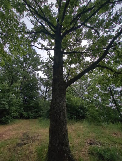 The image shows a thick-trunked tree with many branches and green leaves, silhouetted against a cloudy sky. The tree is in the foreground, with a grassy clearing in front of it and a dense forest in the background. The location is identified as Perliavka, Ukraine. The scene is natural and undisturbed, with no people or man-made objects visible. The lighting is natural and diffuse, suggesting an overcast day.